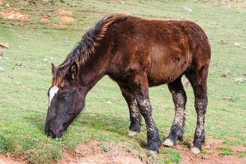 Potro pastando. Parque Natural de Las Ubiñas y La Mesa, Asturias.