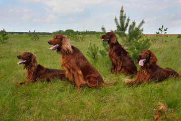 Group of Irish setters