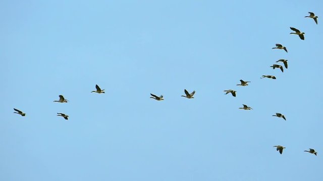 Flock of geese flying in slow motion, isolated on background of pure blue sky.
