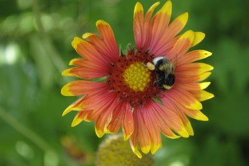 bee on flower