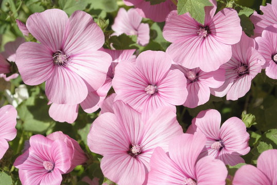 pink lavatera flowers