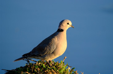 Cape Turtle Dove, Sabi Sand Game Reserve, South Africa