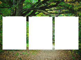 Three blank frames hanged by clips against green forest background