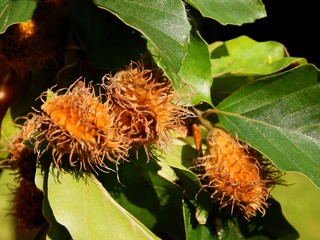 brown fruits seeds of beech tree 