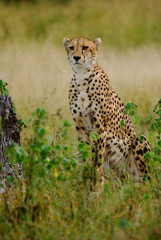Cheetah Sitting Portrait, Sabi Sand Game Reserve, South Africa