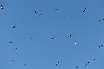 Bandada de cigüeñas volando juntas