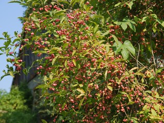 Fototapeta na wymiar European spindle tree with pink fruits