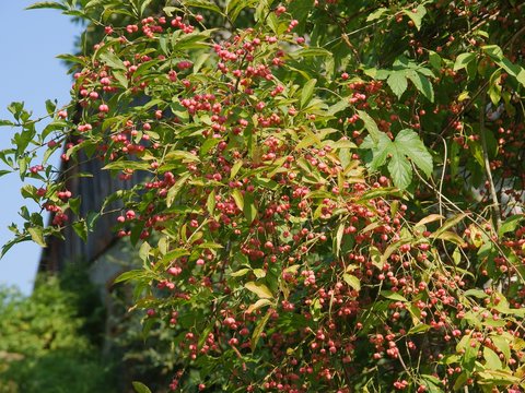 European spindle tree with pink fruits