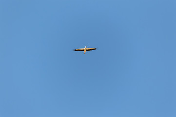 Cigüeña volando sola en cielo azul