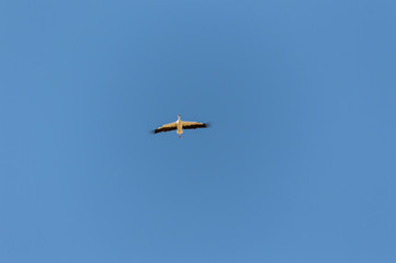 Cigüeña volando en cielo azul