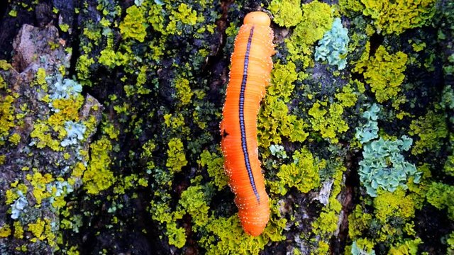 Catchy orange  caterpillar (false larva) of poplar sawfly (Cimbex luteus) on stone covered with scale lichens. Altai mountains
