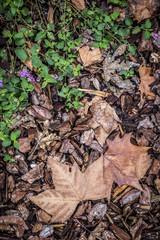 autumn leaf detail in a park in Barcelona Catalonia