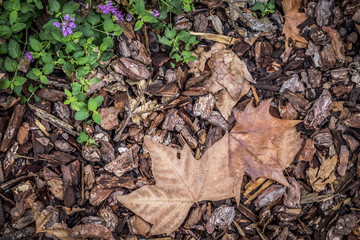 autumn leaf detail in a park in Barcelona Catalonia
