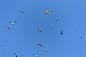 Bandada de cigüeñas volando en círculos