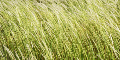 Cogon grass