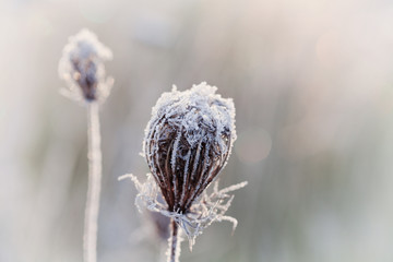 Frozen dry plant covered with hoarfrost of winter morning, macro nature background