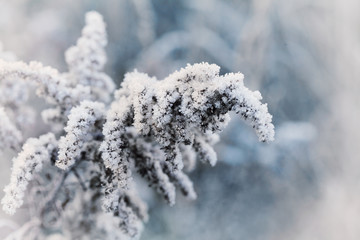 Frozen plant covered with hoarfrost of winter morning, macro nature background