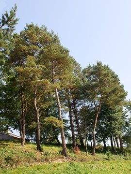 pine trees in landscape