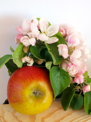 Apple in blossoms