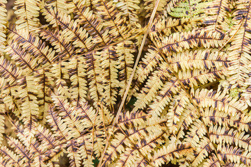 yellowed ferns of the season