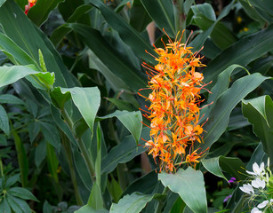 Red ginger lily Flower Hedychium coccineum Tara