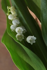 lily of the valley