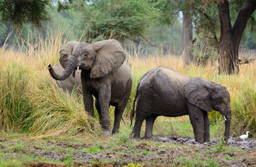 Elephant enjoying a mud bath, Lower Zambezi National Park, Zambia