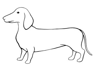 Dog dachshund graphic black white isolated sketch illustration vector