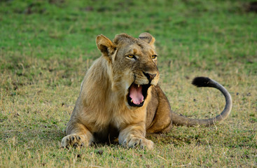 Lion yawning, Lower Zambezi National Park, Zambia