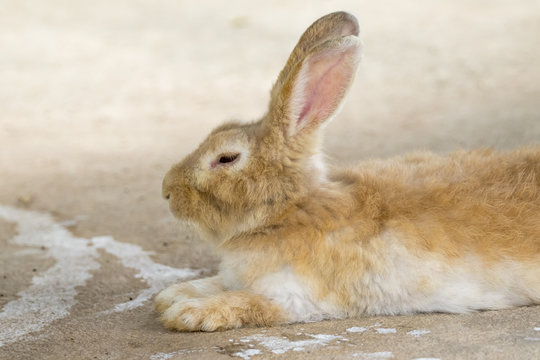 Image of a brown rabbit on the cement floor.