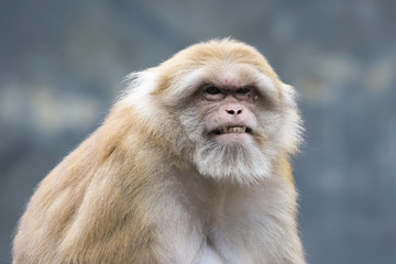 Obraz premium Image of a brown rhesus monkeys on nature background.
