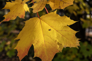 ladybug on yellow leaf 