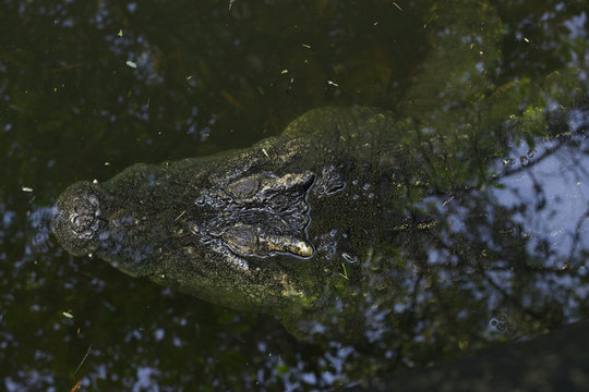The image of a large crocodile in the water.