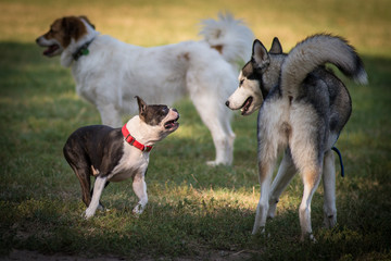 Insieme di cani di diversa taglia liberi in un parco cittadino