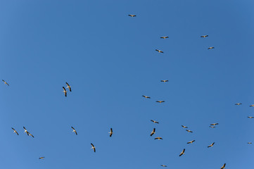 Bandada de cigüeñas volando