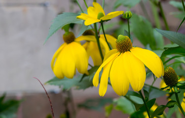 Rudbeckia bright yellow flower in garden border