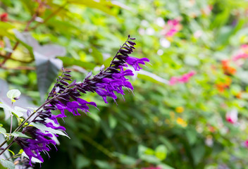 Obraz premium Salvia amistad large sage huge violet purple flowers Lamiaceae