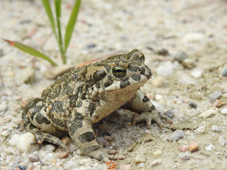 Bufotes viridis (European Green Toad, Green Toad)