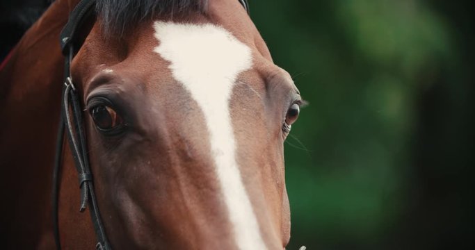 thoroughbred race horse brown extreme close-up face before a race, serious look, slow motion