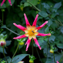 Juuls Allstar dahlia flowers in garden border