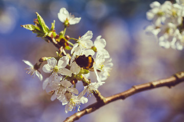 Bumblebee sitting on a flower in the spring on a branch of cherry