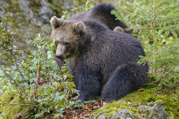 Fototapeta premium Little Bear in their natural habitat