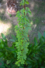 Liana in the exotic garden