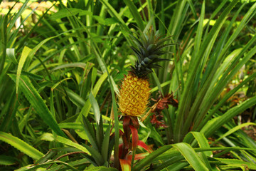 Piña tropical, Ananas comosus