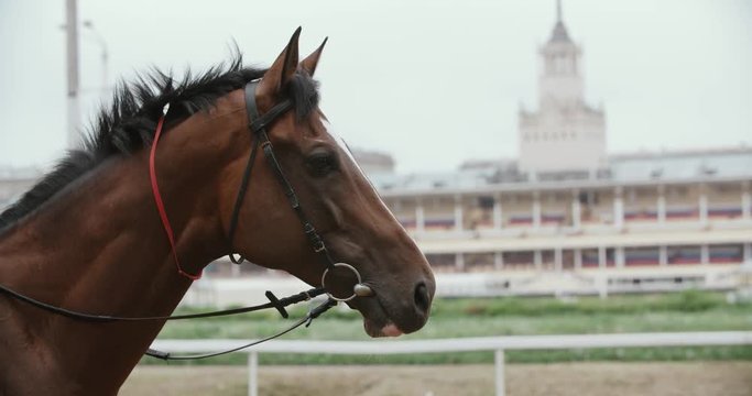 thoroughbred race horse brown close-up face in the background of a running track, slow motion
