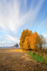 Naklejka premium Rural autumn landscape with birch trees, a lot of fallen yellow leaves on the ground. 