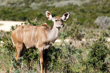 Female Greater Kudu staring in a distance