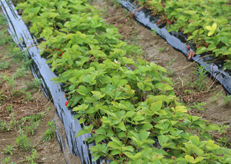 green strawberry plants ripening in cultivated field