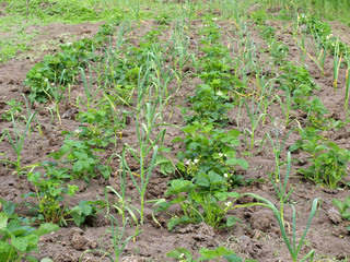 Garlic and strawberries 2