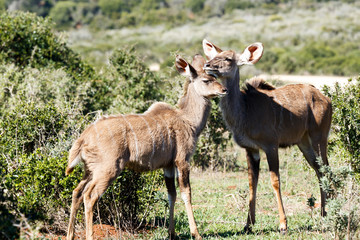 Naklejka na ściany i meble Female Greater Kudu showing some love and affection